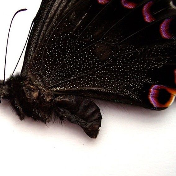 Papilio arcturus-bianor (hybrid-mosaic,LHW=papilio arcturus,RHW=papilio bianor)6 [Internet image property of respective owner, non commercial use only]